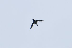 Loon, Common, 2018-05061876 Mount Auburn Cemetery, MA